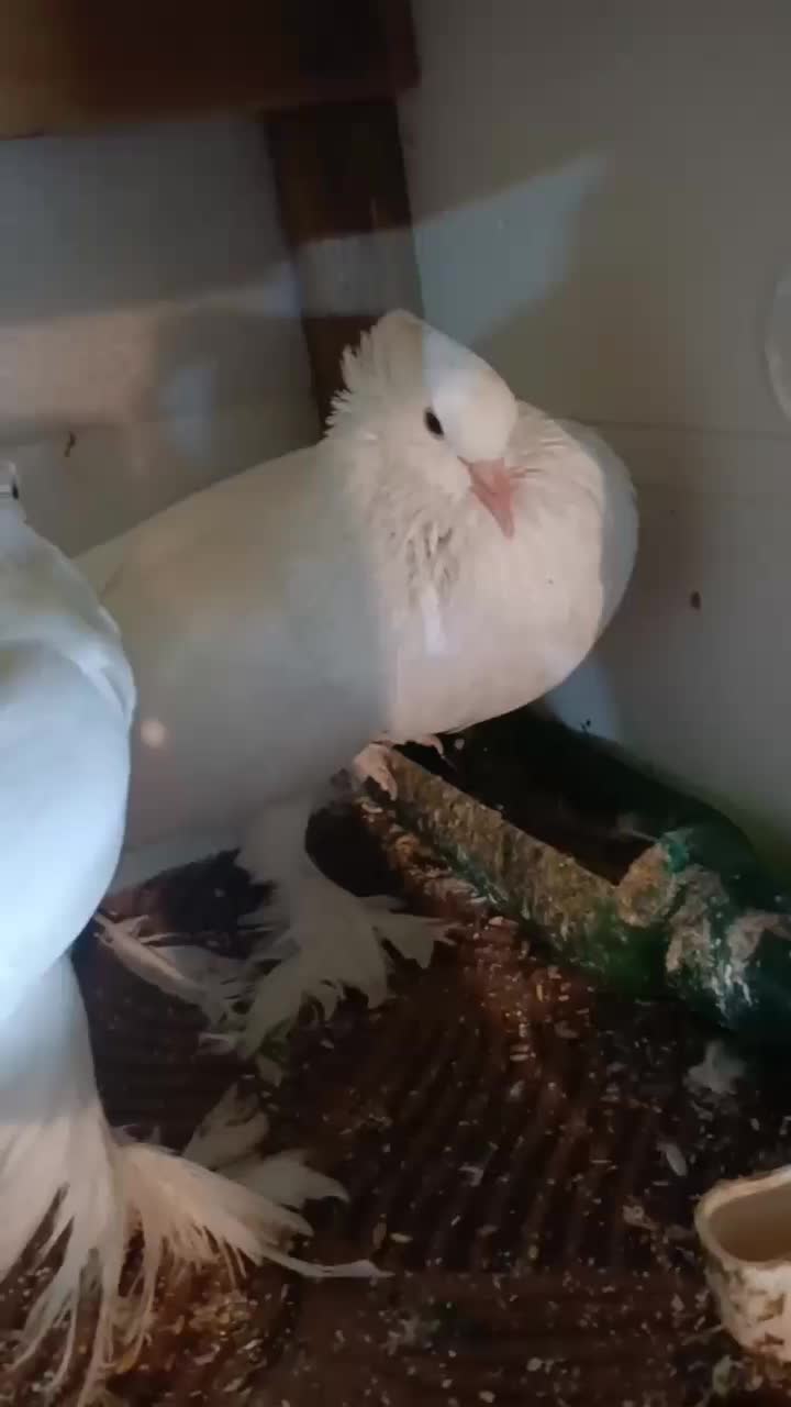 کبوتر ابومریم بادکنکی زینتی|پرنده|چمستان, |دیوار