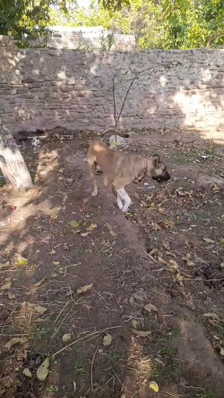 سگ سرابی|سگ|تسوج, |دیوار