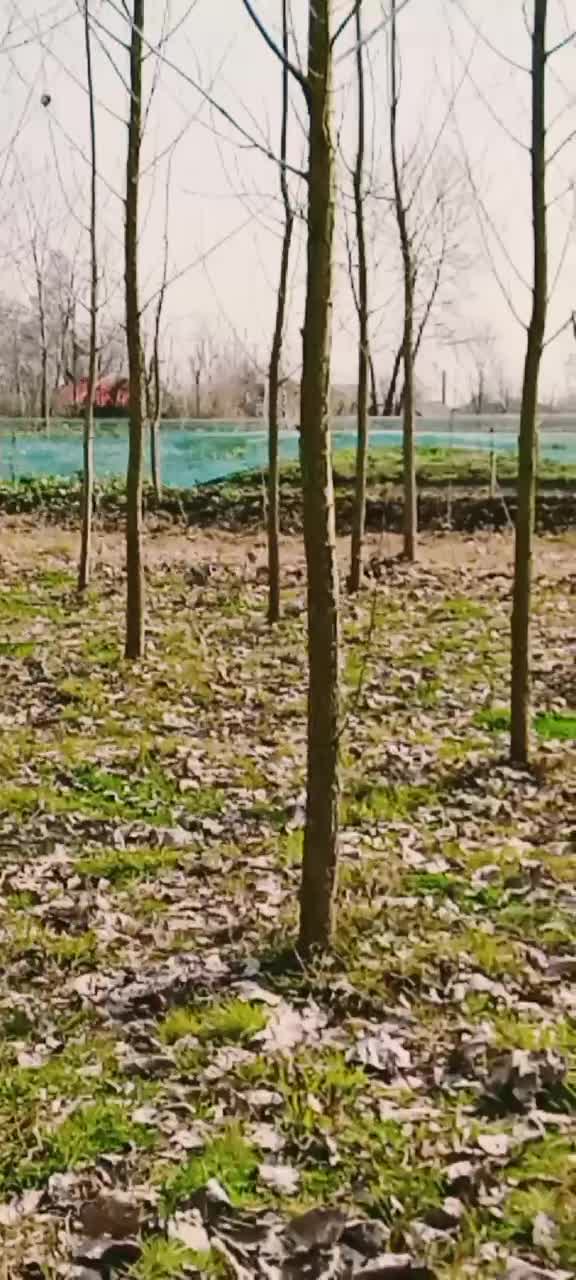 باغبانی و هرس و بریدن درخت و چمن زنی و پاکسازی|خدمات باغبانی و درختکاری|رشت, باهنر|دیوار