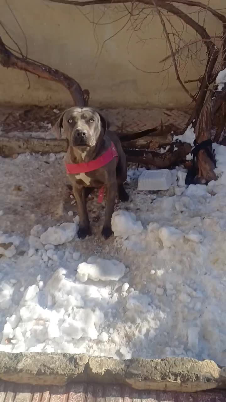 یجفت پیت بول بی‌نظیر|سگ|همدان, |دیوار