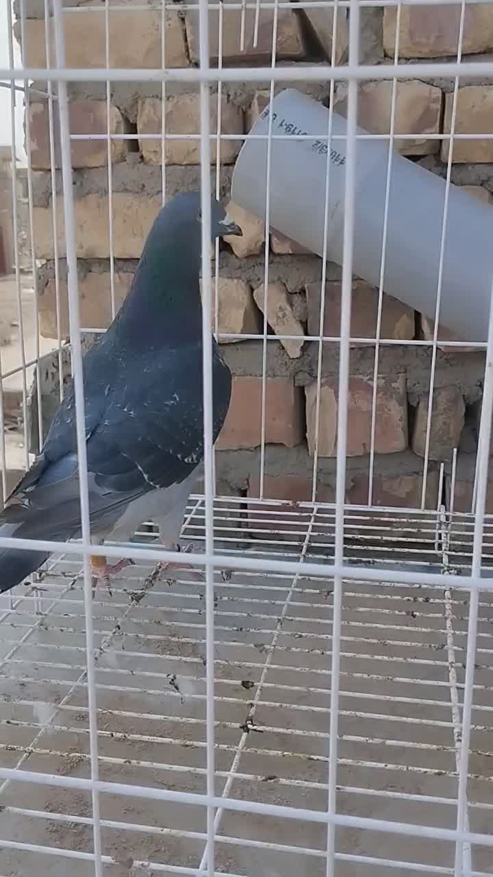 نرآردن گلد|پرنده|زهک, |دیوار