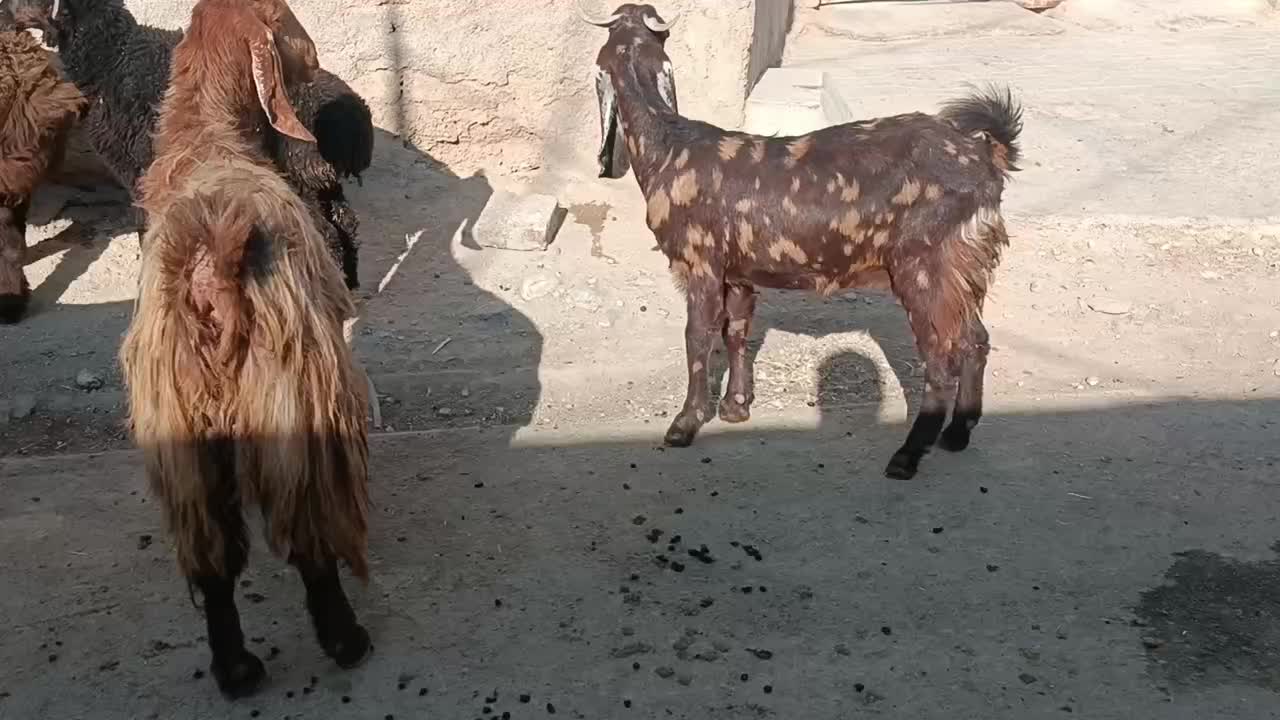 فروش بز و کهره|حیوانات مزرعه|داراب, |دیوار