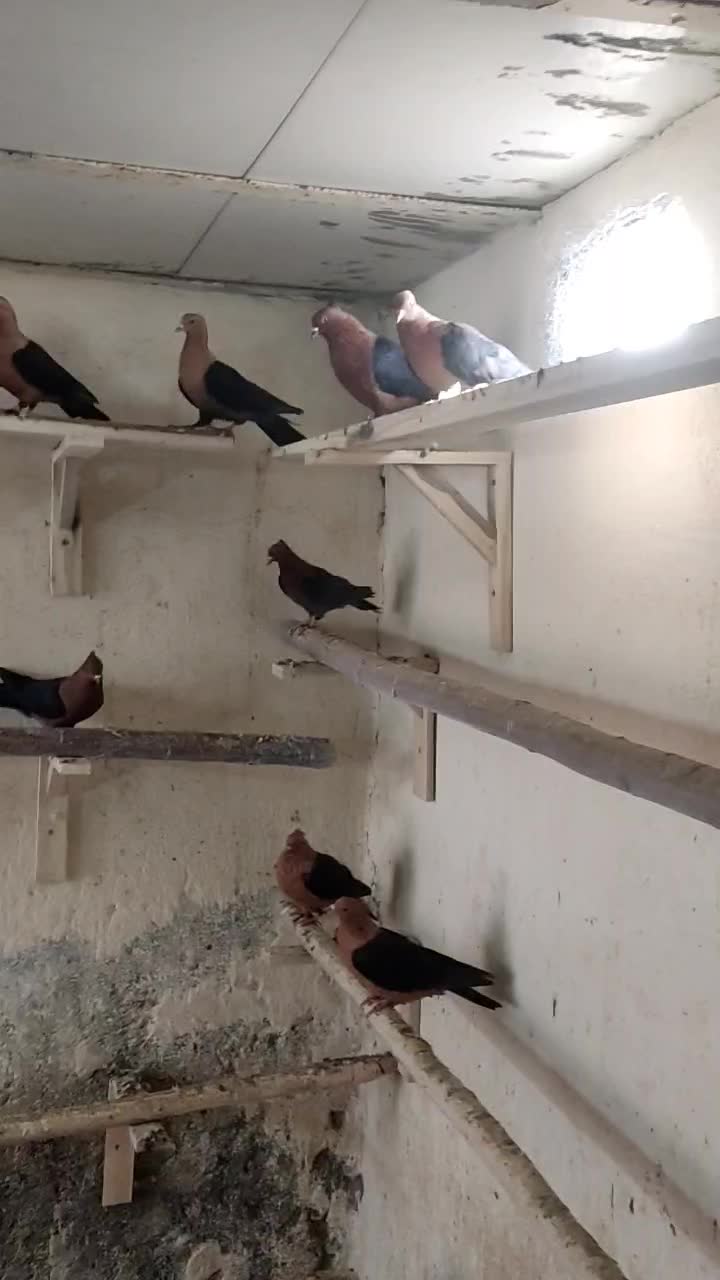 ارشینگل|پرنده|لنجان, |دیوار