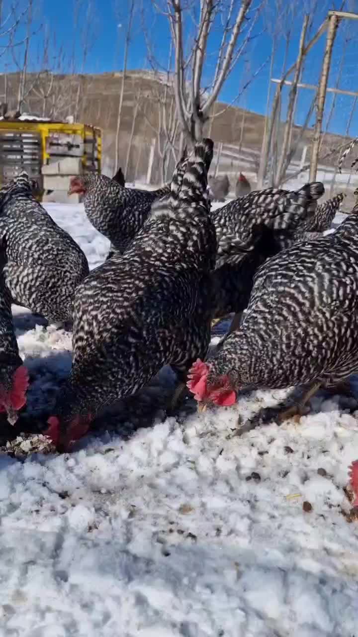 مرغ و خروس|پرنده|اصفهان, کوی امیریه|دیوار