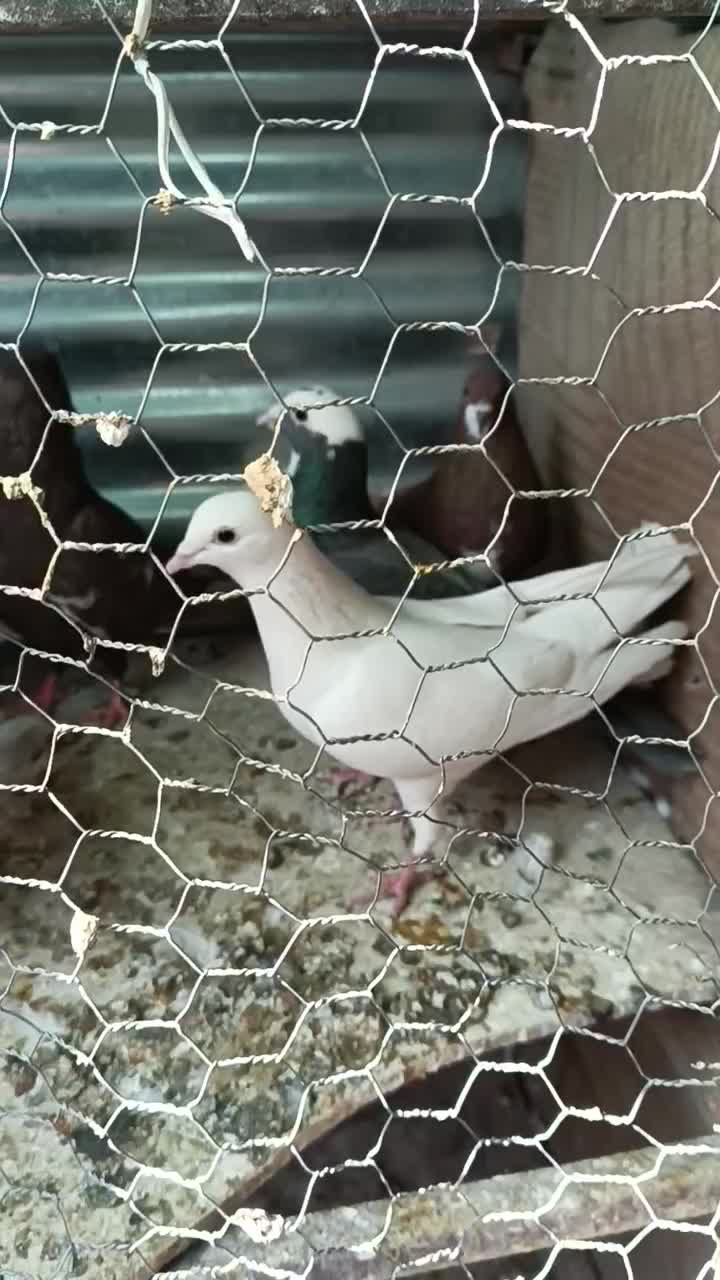 فروش ده عدد کفتر رنگی زرنگ زد و خوردی|پرنده|شیراز, انجیره|دیوار