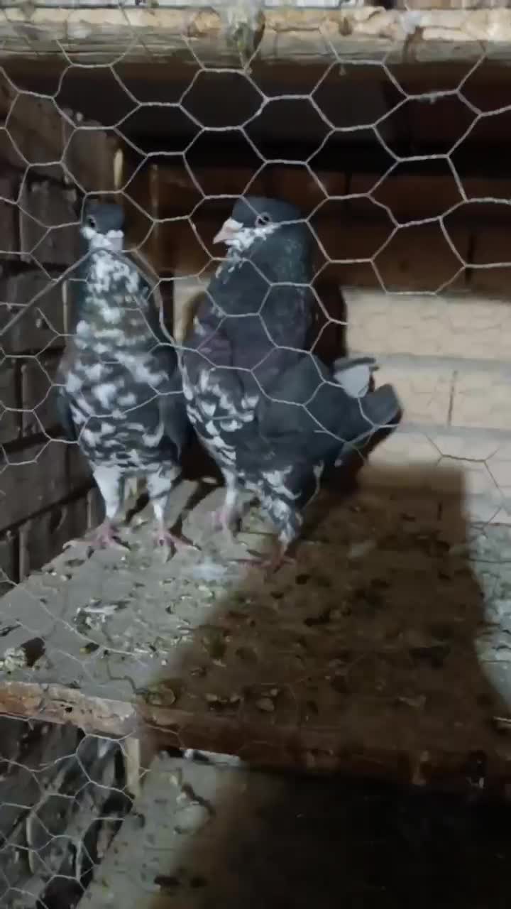 افشون ترتمیز|پرنده|مبارکه, |دیوار