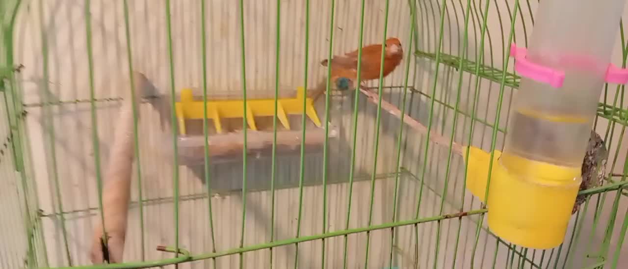 قناری ماده جوان مست|پرنده|مسجد سلیمان, |دیوار