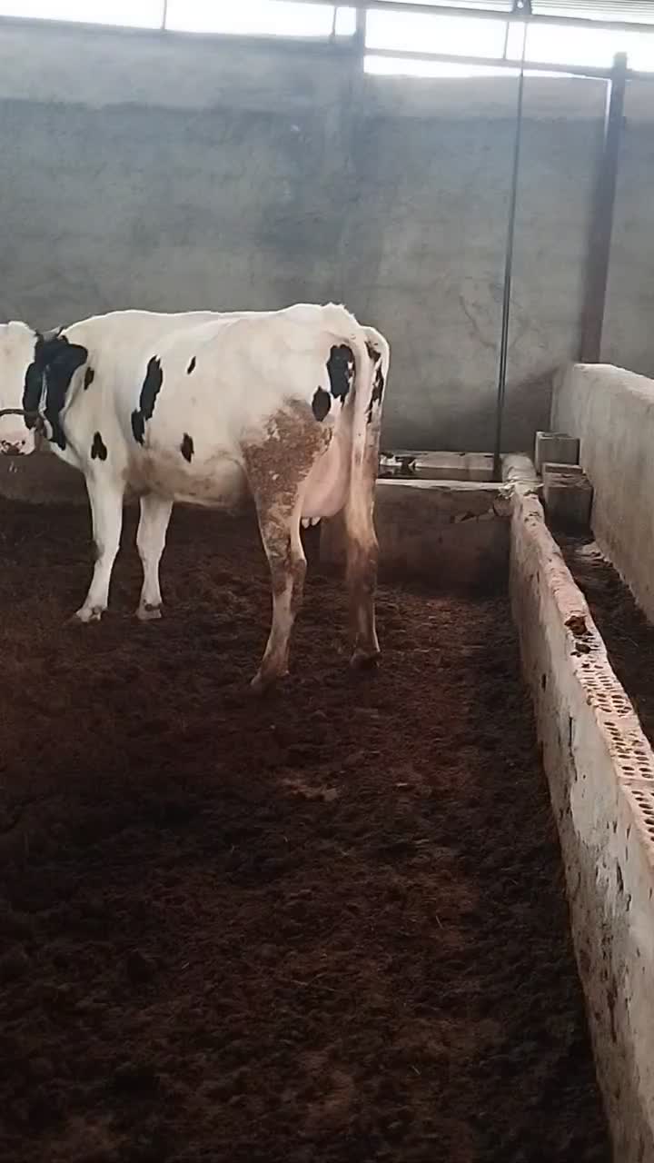 گاو شکم اول نخلی|حیوانات مزرعه|نجفآباد, یزدانشهر|دیوار
