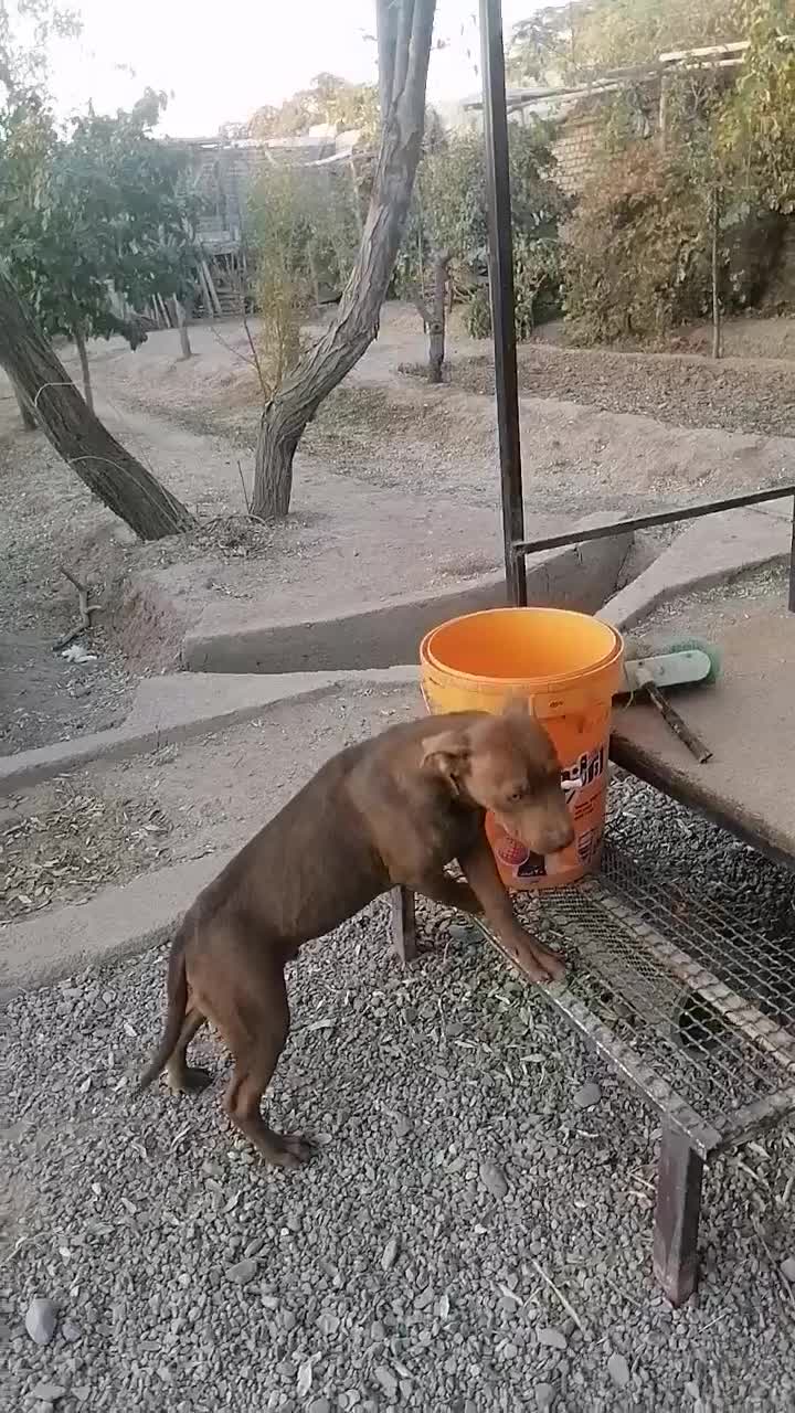 توله پیتبول نر|سگ|تهران, هاشم‌آباد|دیوار