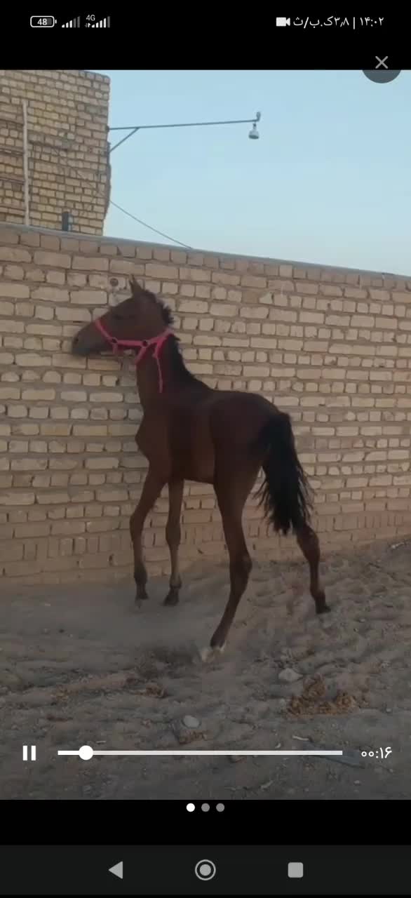 دو کره نریان|اسب و تجهیزات اسبسواری|چوبر, |دیوار