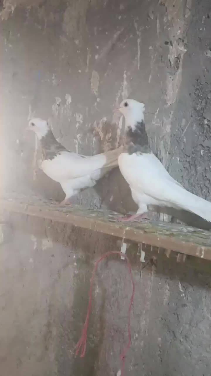 دوتا طوقی جوانه|پرنده|بجنورد, |دیوار