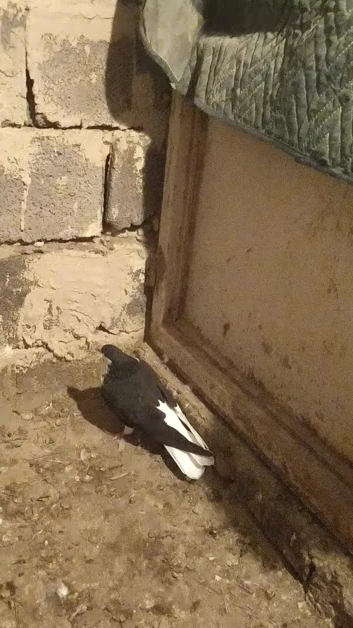 شیخی بیگولی|پرنده|بناب, |دیوار