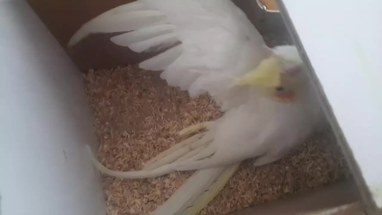 دو جفت عروس هلندی به شرط به همراه جوجه|پرنده|تربت جام, فاز ۱ فرهنگیان|دیوار