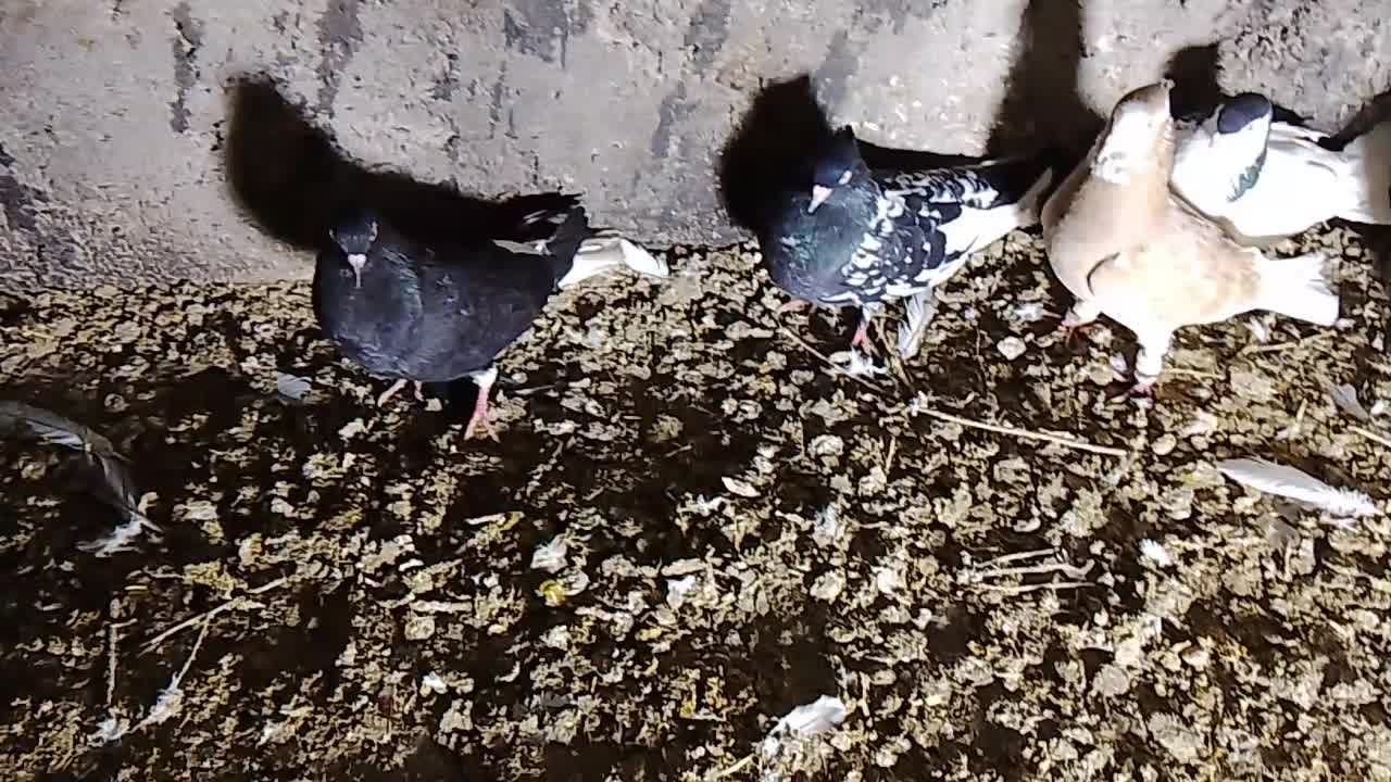 کفتر|پرنده|عطاملک, |دیوار