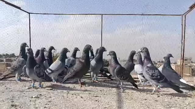 کفتر سبزوکوهی پلاکی زرنگ هوایی|پرنده|شیراز, شیخ علی چوپان|دیوار