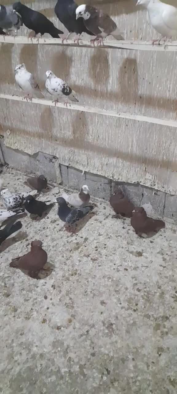 کبوتر|پرنده|الیگودرز, |دیوار