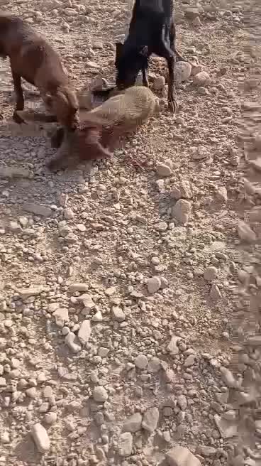 فروش سه عدد سگ شکاری آدرس خودبستک|سگ|بستک, |دیوار