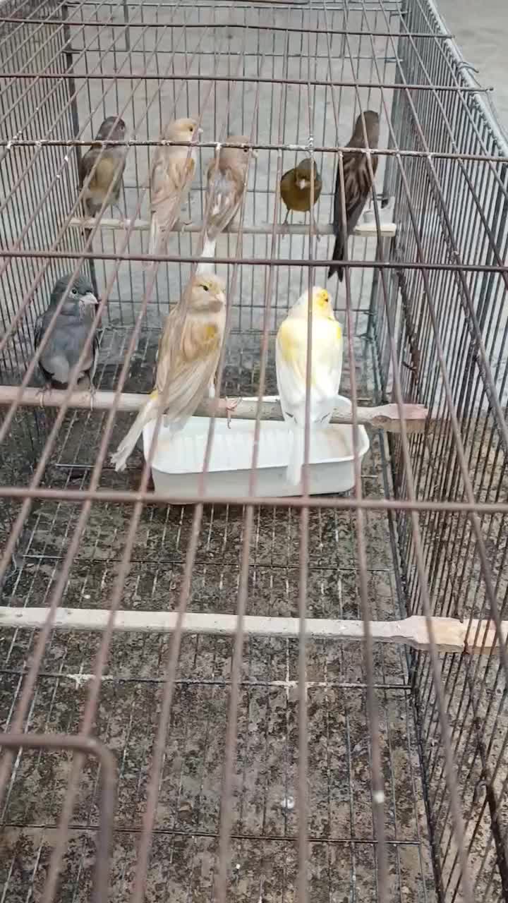 قناری سهره|پرنده|گنبد کاووس, |دیوار