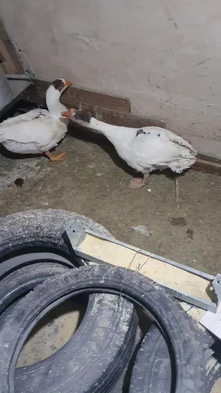 غاز|حیوانات مزرعه|مرند, |دیوار