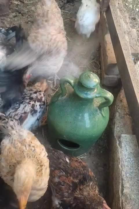 گلین (مرغ و خروس لری عشایری)|حیوانات مزرعه|فولادشهر, C4|دیوار