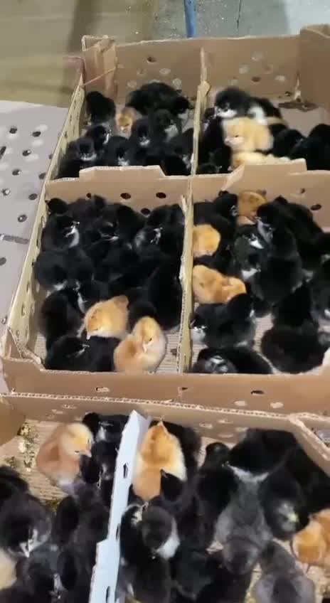 جوجه جهادی محلی لوهمن خالدار|حیوانات مزرعه|بیرجند, |دیوار