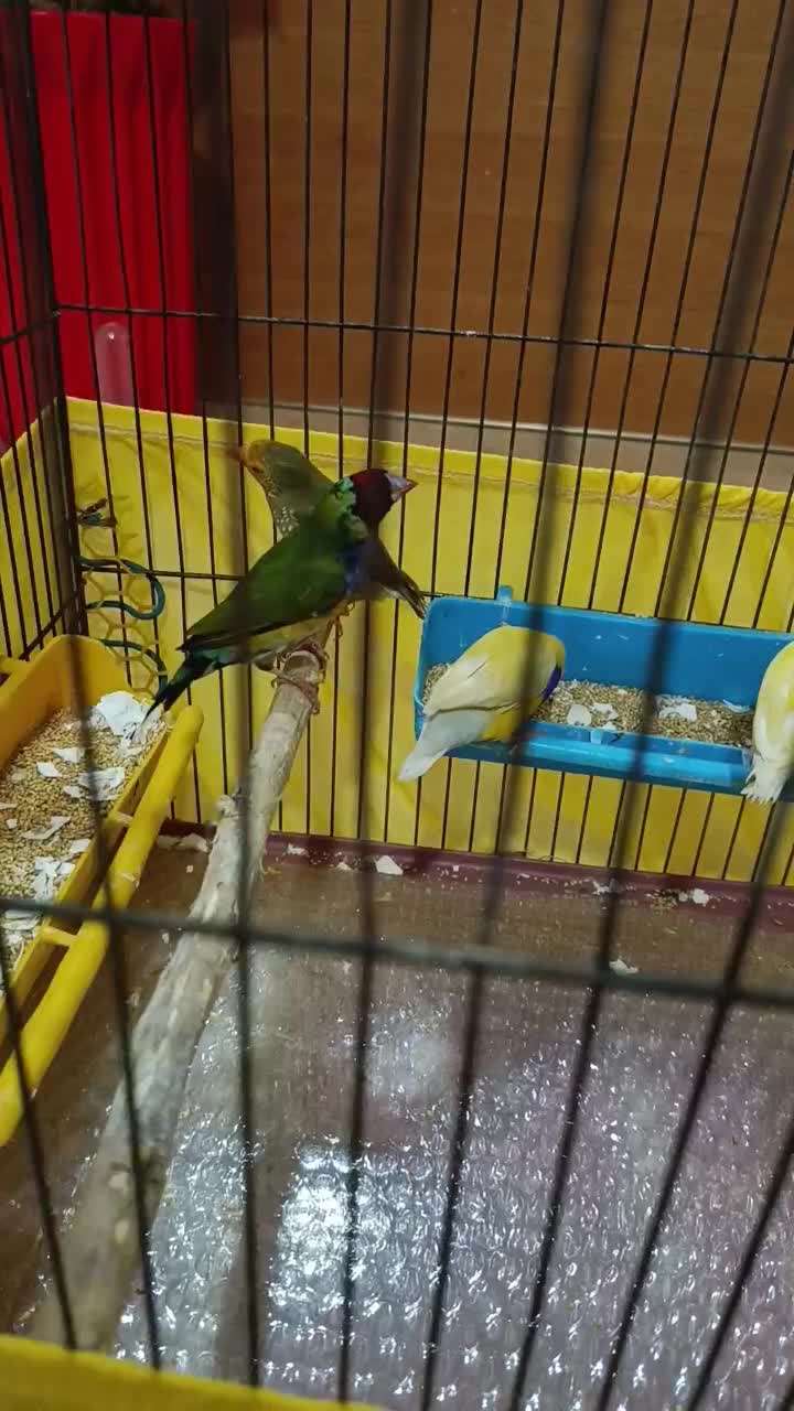 فنچ ستاره ای ، گلدین|پرنده|تهران, سبلان (لشگر)|دیوار