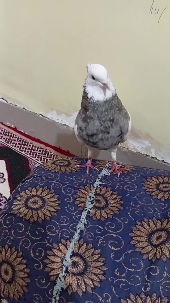 کبوتر طوقی هفت رنگ درجه یک|پرنده|سوسنگرد, |دیوار