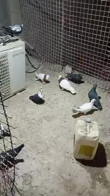 طوقی|پرنده|زهک, |دیوار