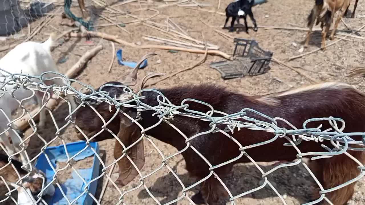 نر پاکستانی دوساله|حیوانات مزرعه|جاسک, |دیوار