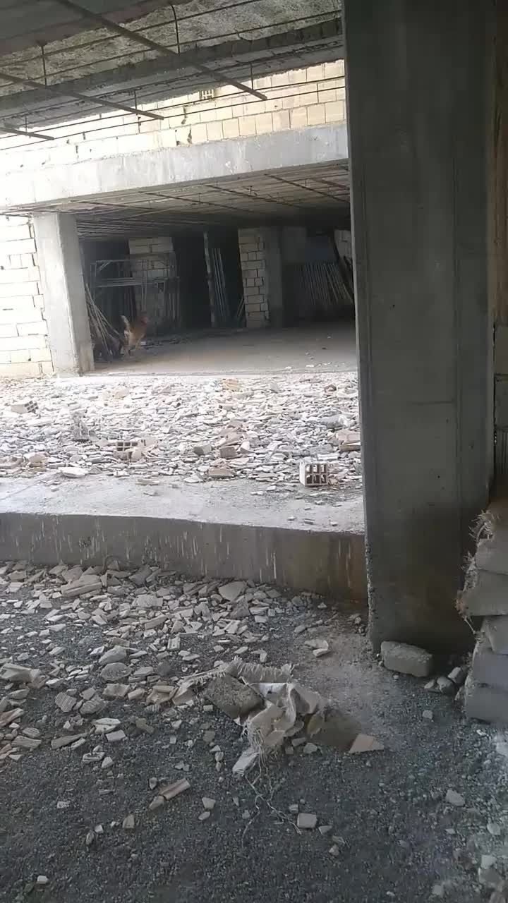 سگ نر نگهبان درجه یک|سگ|مهاجران, |دیوار