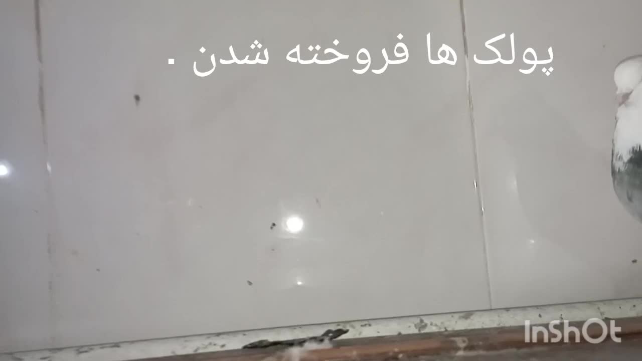 فرش طرح کبوتر|فرش|فردوس (خراسان), |دیوار