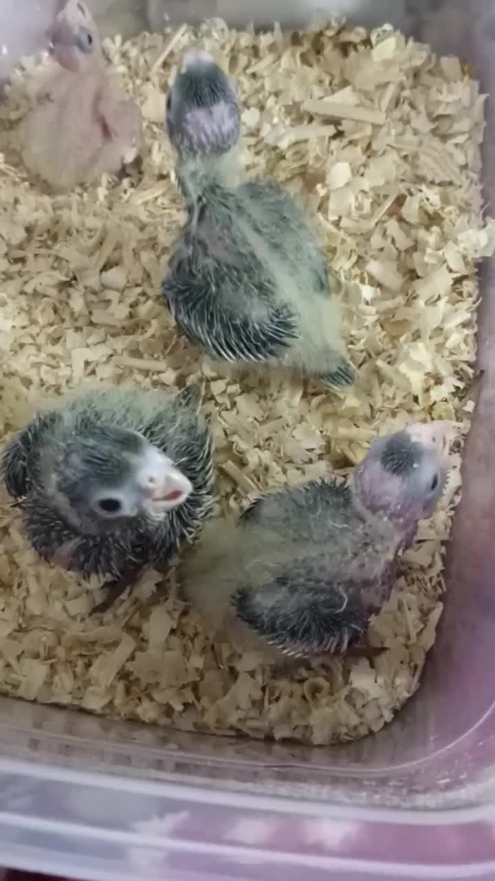 پرنده|پرنده|ری, دولت‌آباد|دیوار