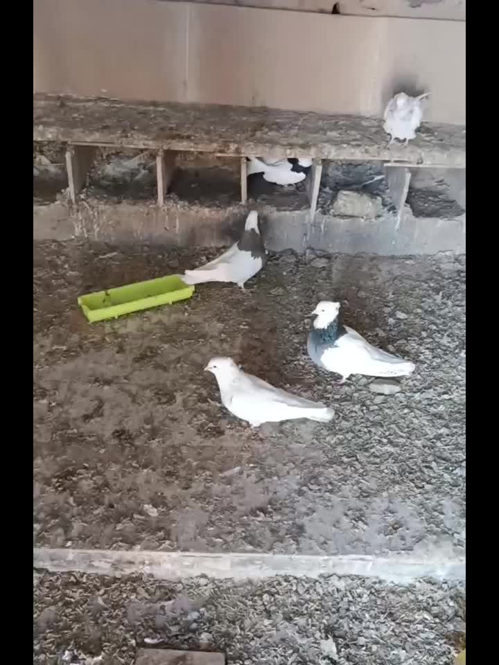 طوقی|پرنده|بیرجند, |دیوار