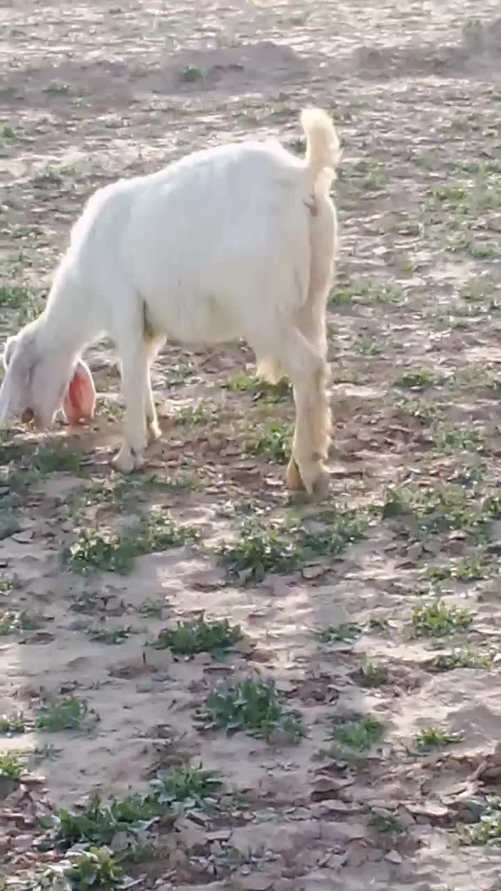 بز زایده|حیوانات مزرعه|بردسکن, |دیوار