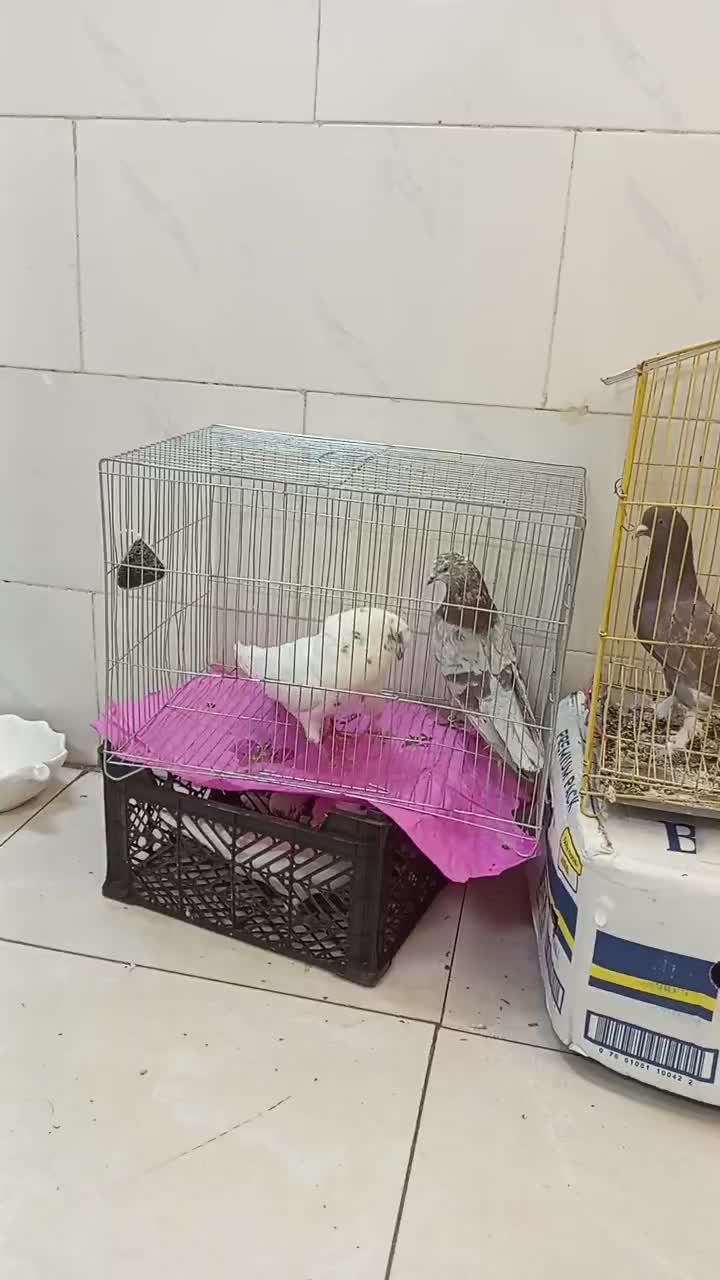 کبوترآس درجه یک|پرنده|فردیس, شهرک شهید حسینی|دیوار