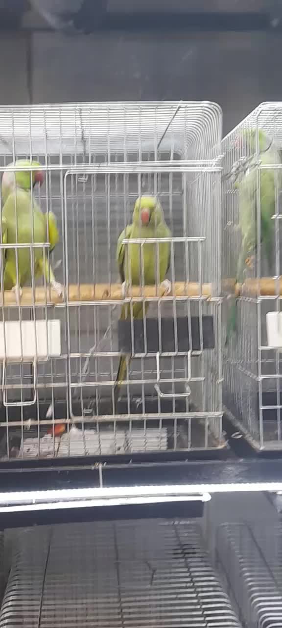 سرزمین پرندگان ققنوس|پرنده|تهران, هفت حوض|دیوار