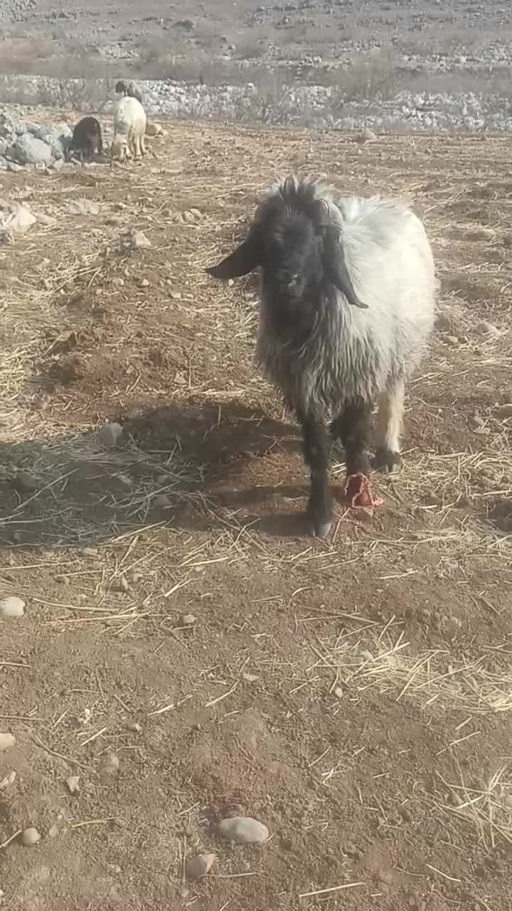 نرمیش داشتی نژاد دار|حیوانات مزرعه|اندیکا, |دیوار