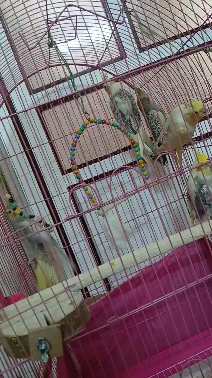 عروس هلندی|پرنده|بروجرد, |دیوار