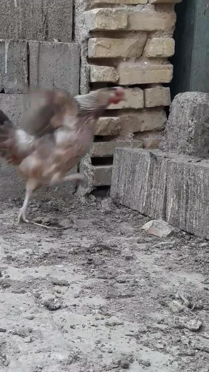 مرغ محلی تخم گذار|حیوانات مزرعه|کربال, |دیوار