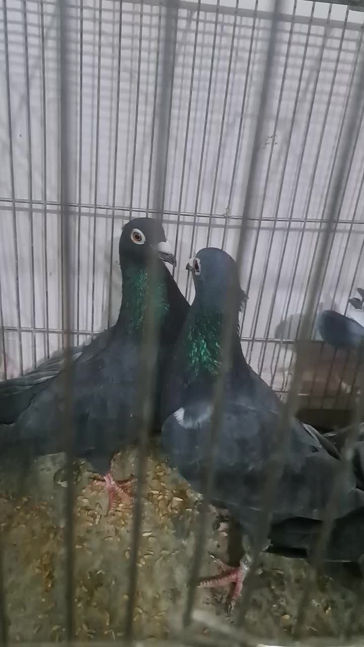 کبوتر پلاکی|پرنده|شاهین‌شهر, نظامی|دیوار