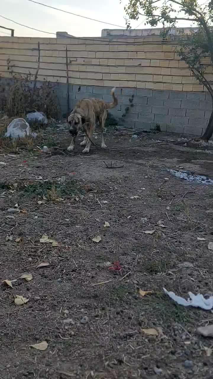 سگ سرابی قد۸۰|سگ|اردبیل, |دیوار