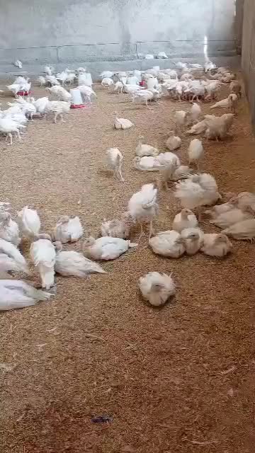 خانی/ بوقلمون بیوتی ، پرواری بوقلمون گوشتی|حیوانات مزرعه|بیرجند, |دیوار