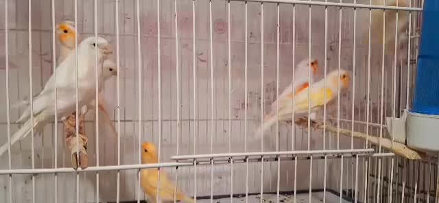 قناری نر بخون|پرنده|بم, |دیوار