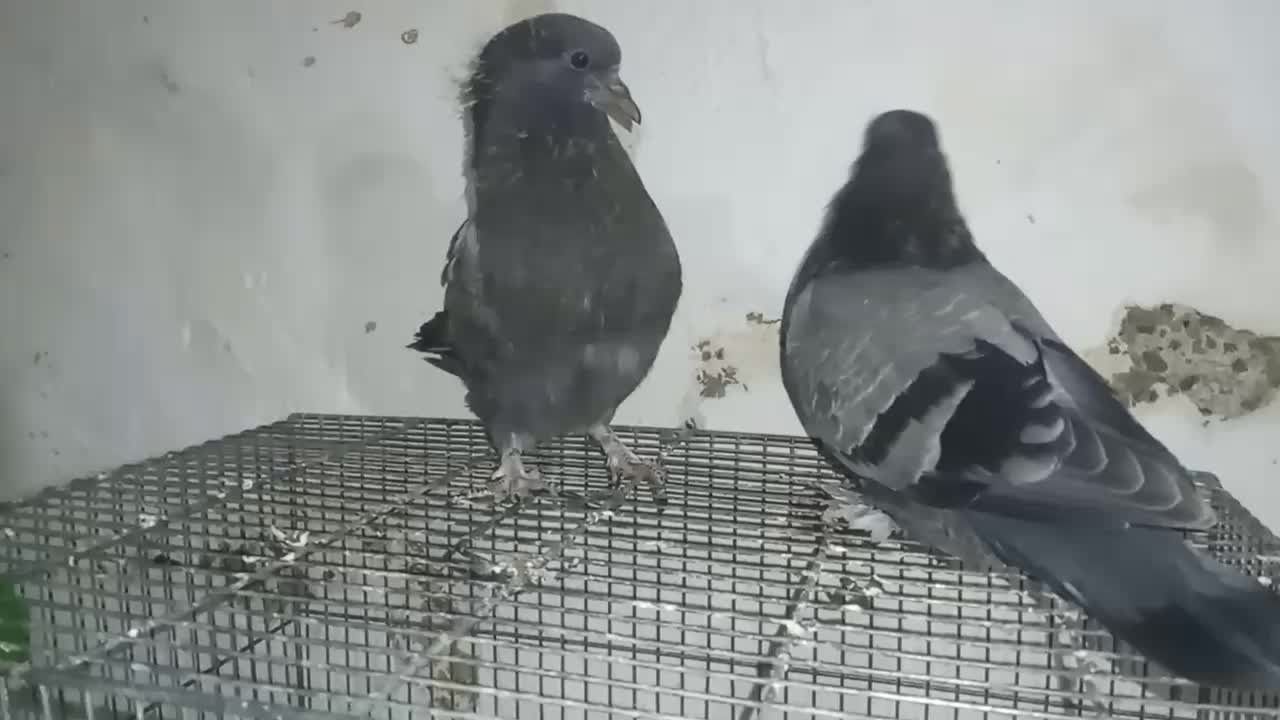 کفتر|پرنده|اصفهان, پوریای ولی|دیوار