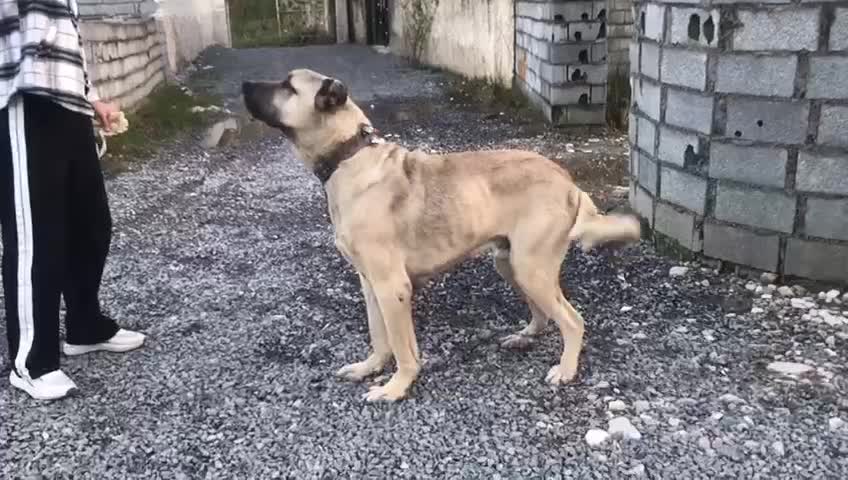 سگ کانگال|سگ|نوشهر, |دیوار