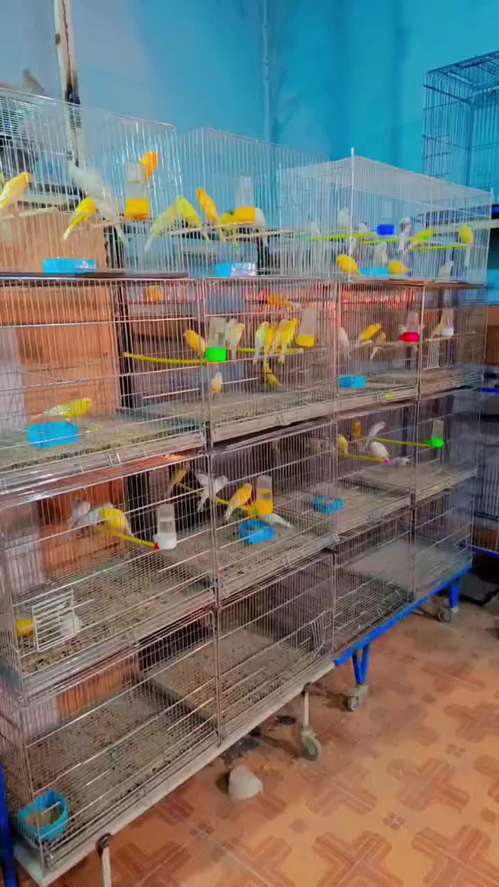 تعداد 70عدد قناری‌ سوپری وسفید طلایی مست پس بالا|پرنده|قم, حنیف نژاد|دیوار