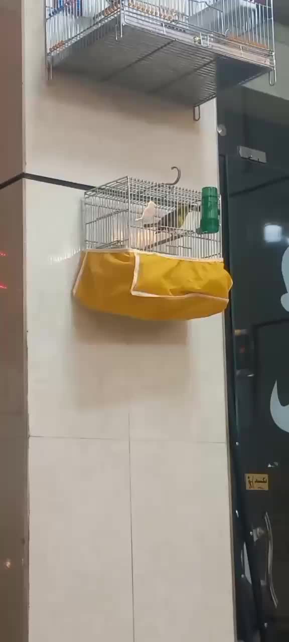 سهره قناری ابلغ نر|پرنده|اصفهان, شمس آباد|دیوار