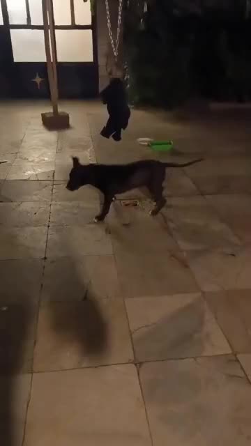 سگ امریکن پیت بول تریر|سگ|تهران, سعادتآباد|دیوار