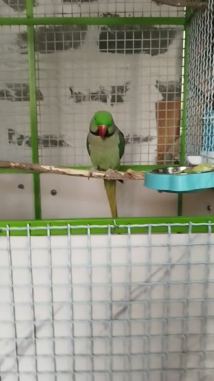 طوطی اسکندر شاه طوطی جفت|پرنده|صدرا-فارس, فاز ۲|دیوار