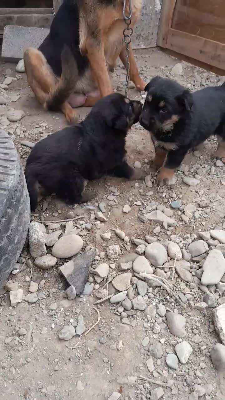 ژرمن ماده|سگ|محمدشهر, علی آباد گونه|دیوار